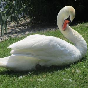 Mute Swan