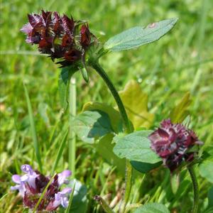 Selfheal (Common)