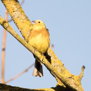 Yellowhammer