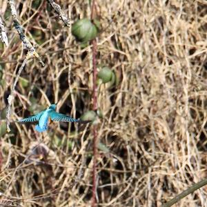 Common Kingfisher