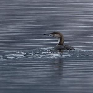 Arctic Loon