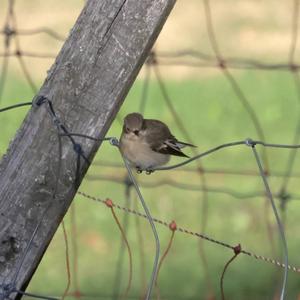 European Pied Flycatcher