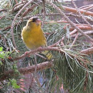 Eurasian Siskin