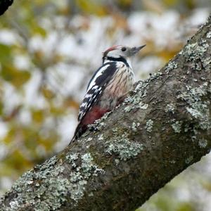 Middle Spotted Woodpecker