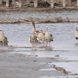 Egyptian Goose