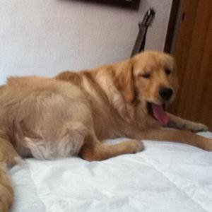 Retriever (Golden)