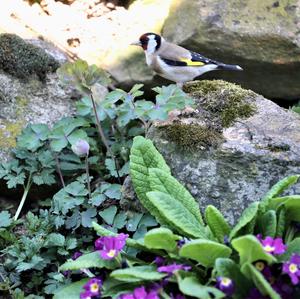 European Goldfinch