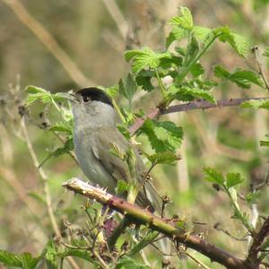 Blackcap