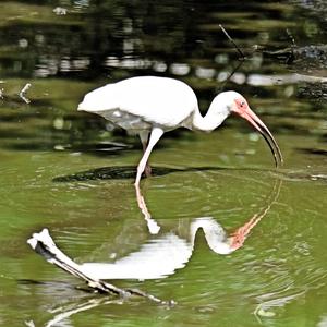 White Ibis