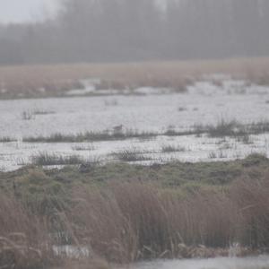 Black-tailed Godwit