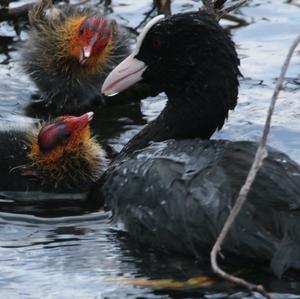 Bläßhuhn