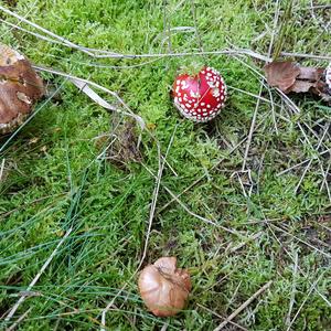 Bay Bolete