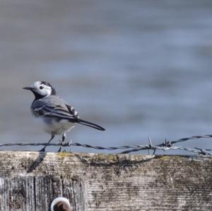 White Wagtail