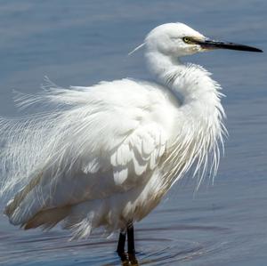 Little Egret