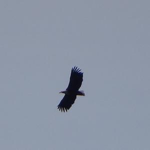 White-tailed Eagle