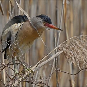 Little Bittern