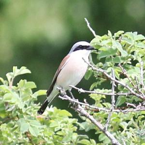 Red-backed Shrike