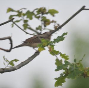 Eurasian Wryneck