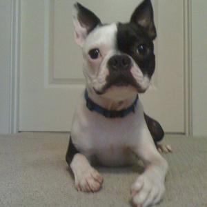 Boston Terrier