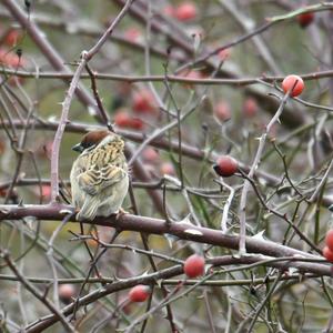 Eurasian Tree Sparrow