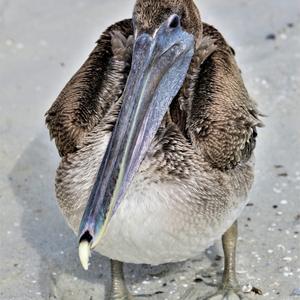 Brown Pelican