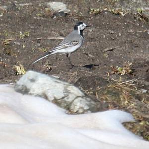 White Wagtail