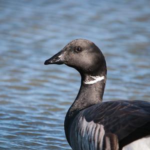 Brent Goose