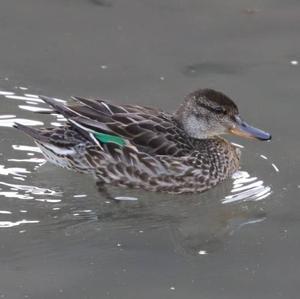 Common Teal