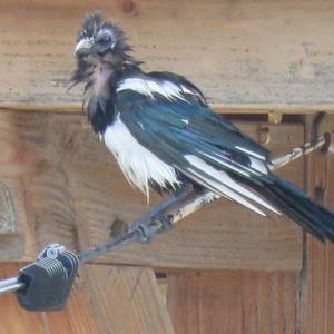 Black-billed Magpie