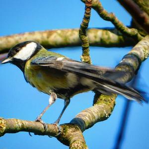 Great Tit