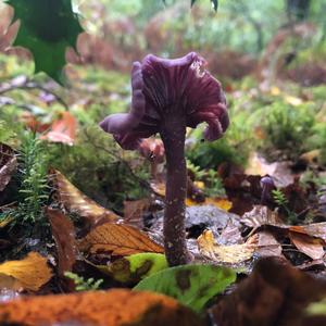 Amethyst Deceiver