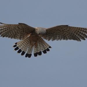 Common Kestrel