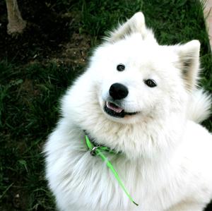 Samoyed