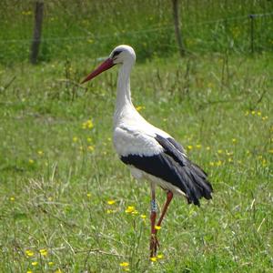 White Stork