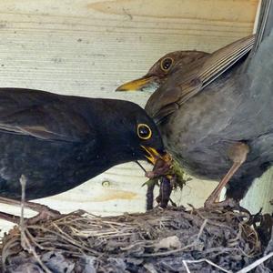 Eurasian Blackbird