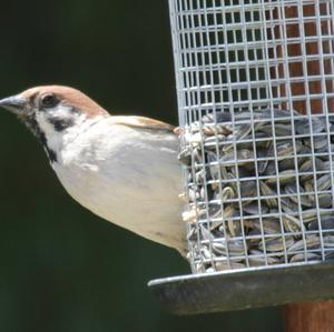 House Sparrow