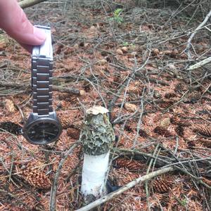 Stinkhorn, Common