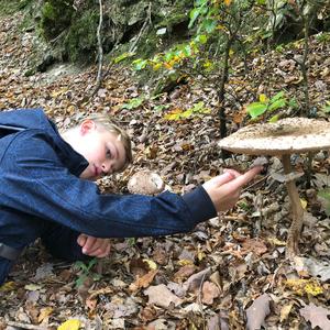 Parasol Mushroom