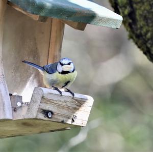 Blue Tit