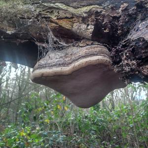 Tinder Polypore