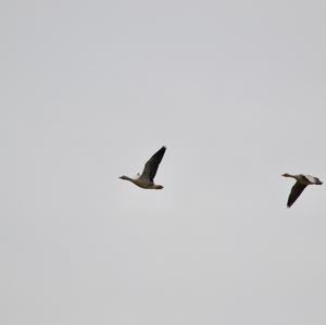 Greylag Goose