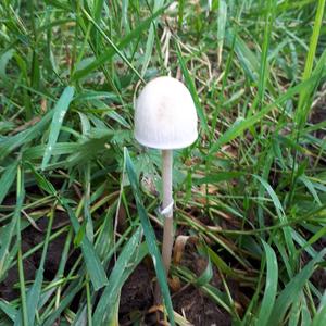 Coprinus auricomus