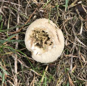 Gem-studded Puffball