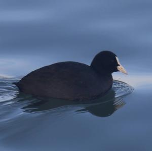 Common Coot