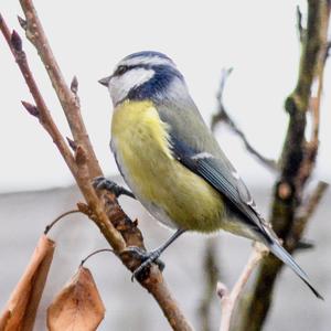 Blue Tit