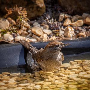 Blackcap