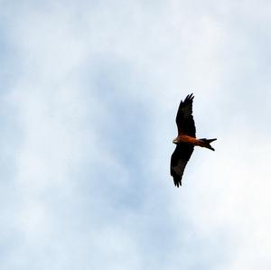 Red Kite