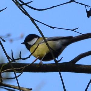 Great Tit