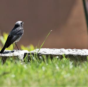 Black Redstart