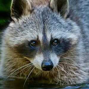 Raccoon